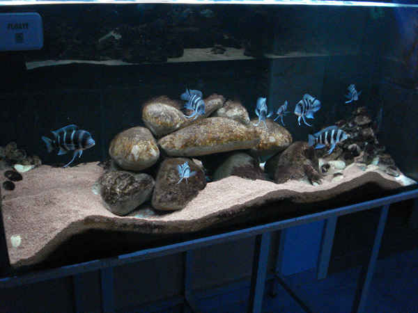 تصاویر ماهی فرانتوزا